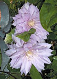 Garden Clippings: Reader Questions Image